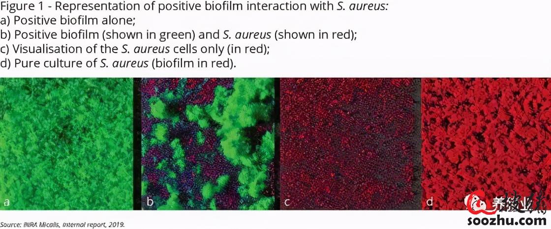 完美体育猪舍消毒后仍有病原国外一种菌液生物膜解决问题(图2)