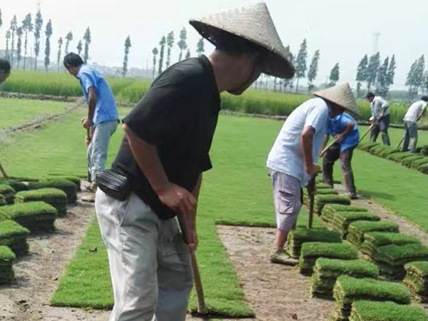 完美体育·(中国)官方网站人工种植草坪每平米价格